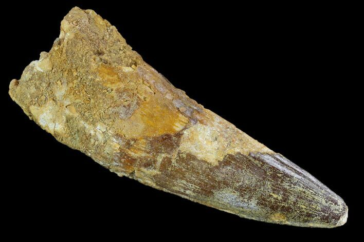 Real Spinosaurus Tooth - Monster Dino Tooth #124978